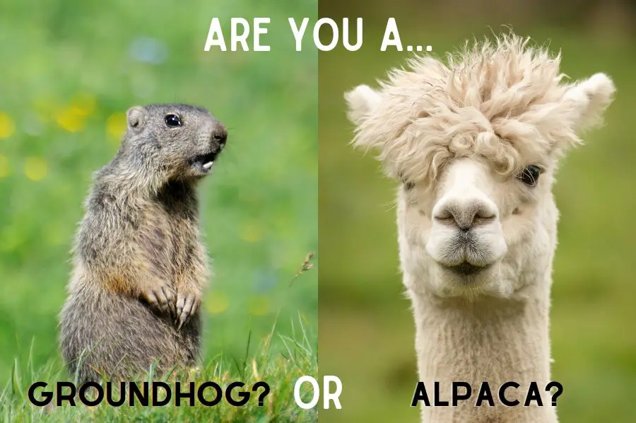 Groundhog or Alpaca? (The Barefoot Investor)