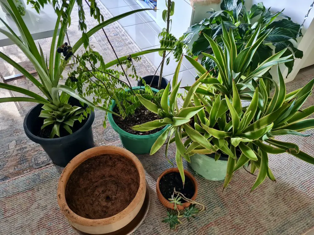 Free Plants & Pots from Freecycle
