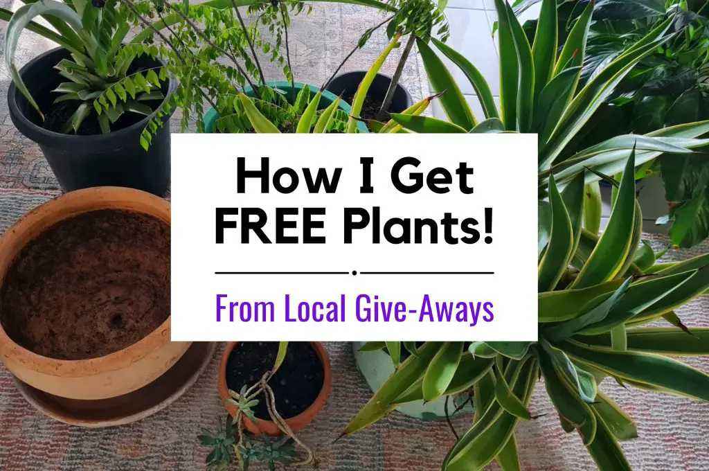 How I Get Free Plants